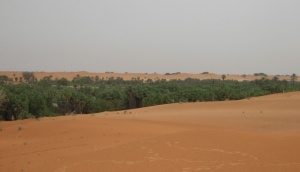 Grande muraille verte : Avec un «très faible » taux de réalisation de 10 à 15%, le Niger met désormais les bouchées doubles   